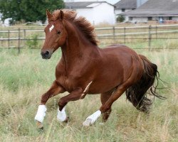 Dressurpferd het Red Dream (Deutsches Reitpony, 2010, von HET Golden Dream)