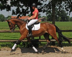 dressage horse Wallach von Rock Forever I/Le Figaro (Oldenburg, 2014, from Rock Forever NRW)