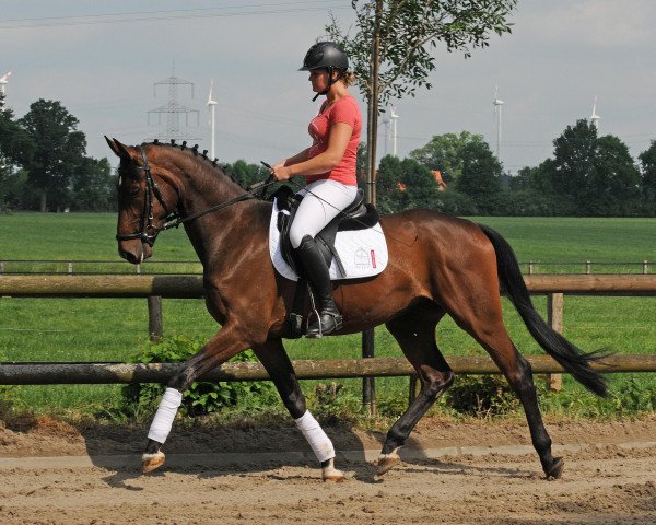 Dressurpferd Wallach von Franziskus/Showstar (Westfale, 2014, von Franziskus FRH)