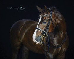 dressage horse Soleil Imperial (Hanoverian, 2009, from Sir Donnerhall I)