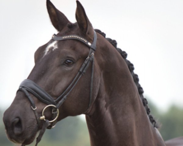 horse Grandeur A (KWPN (Royal Dutch Sporthorse), 2011, from Jazz)
