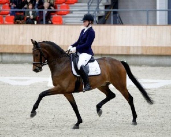 Dressurpferd Fossbury (Koninklijk Warmbloed Paardenstamboek Nederland (KWPN), 2010, von Ampère)