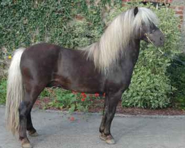 stallion Poldi von der Heldenburg (Dt.Part-bred Shetland pony, 1991, from Pascha von Uda)