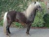 Deckhengst Poldi von der Heldenburg (Dt.Part-bred Shetland Pony, 1991, von Pascha von Uda)