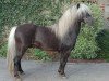 stallion Poldi von der Heldenburg (Dt.Part-bred Shetland pony, 1991, from Pascha von Uda)