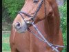 dressage horse La petite Rouge (Hanoverian, 2005, from Londonderry)