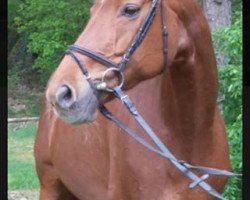 dressage horse La petite Rouge (Hanoverian, 2005, from Londonderry)