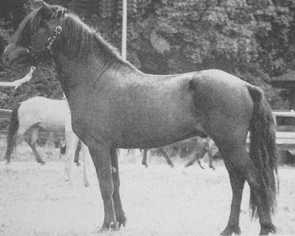 stallion Blakkur frá Stóra-Hofi (Iceland Horse, 1984, from Sörli frá Sauðárkróki)
