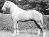 stallion Kjarni vom Schloss Neubronn (Iceland Horse, 1988, from Blakkur frá Stóra-Hofi)