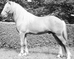 stallion Kjarni vom Schloss Neubronn (Iceland Horse, 1988, from Blakkur frá Stóra-Hofi)