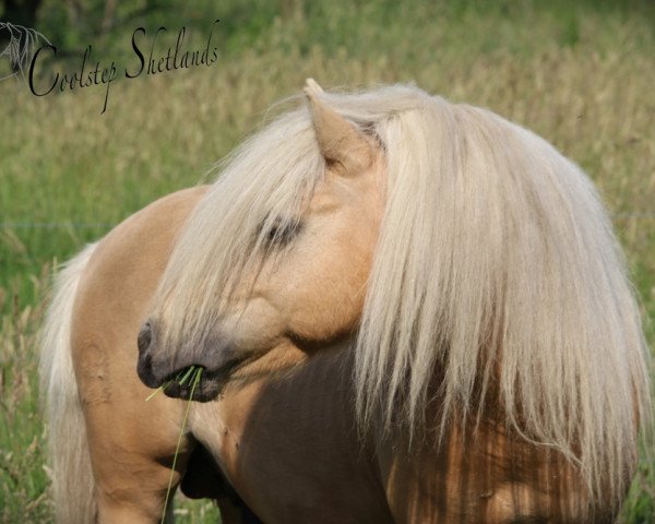 Deckhengst Kaspar (Shetland Pony, 2012, von Karlos)