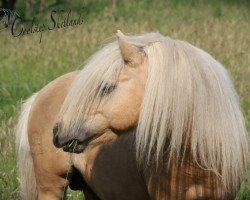 stallion Kaspar (Shetland Pony, 2012, from Karlos)