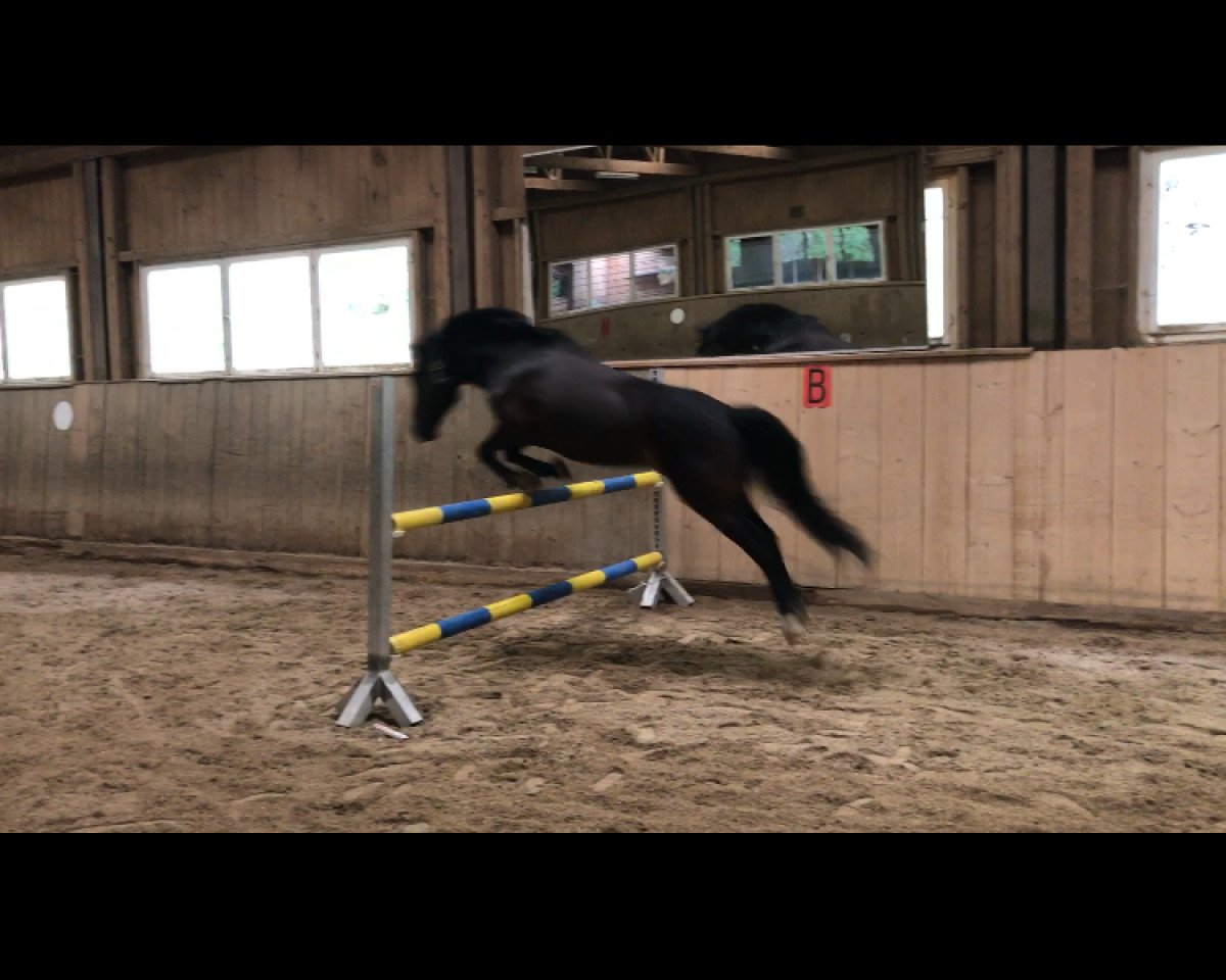 jumper Erlenhof Linus (Connemara Pony, 2005, from Leonardo I)