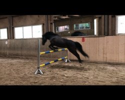 jumper Erlenhof Linus (Connemara Pony, 2005, from Leonardo I)