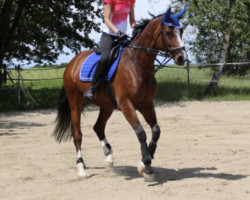 Springpferd Chocolee (Oldenburger, 2005, von Chambertin)