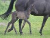 broodmare My Beauty in Black SL (Hanoverian, 2017, from Morricone)