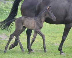 broodmare My Beauty in Black SL (Hanoverian, 2017, from Morricone)