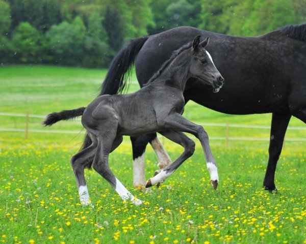 dressage horse Damiella (Oldenburg, 2017, from For Romance I)