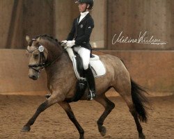 broodmare DSP Glamour Girl (German Riding Pony, 2008, from FS Golden Moonlight)