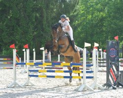 Springpferd Gambrinus Erbe (Österreichisches Warmblut, 2010, von Gambrinus Son)