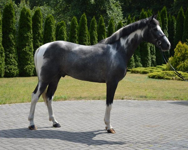 horse Kalendo (polish noble half-breed, 2014, from Ringo)