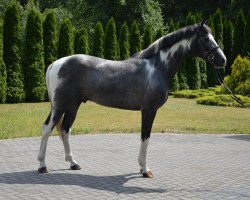 horse Kalendo (polish noble half-breed, 2014, from Ringo)