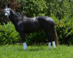 dressage horse Dubai 66 (Oldenburg, 2011, from Detroit)