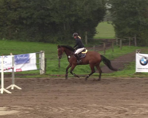 Reitturnier Looper Holz 2018