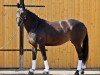 dressage horse Gräfin Nala (Oldenburg, 2006, from Grafenstolz)