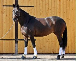 dressage horse Gräfin Nala (Oldenburg, 2006, from Grafenstolz)