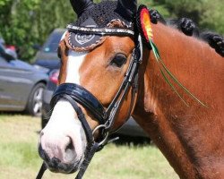 dressage horse Markowitz (German Riding Pony, 2013, from The Braes My Mobility)