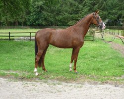 dressage horse Stute von Quaterhall/Don Vino (Hanoverian, 2014, from Quaterhall)