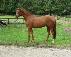 dressage horse Stute von Dr. Watson (Hanoverian, 2014, from Dr. Watson)