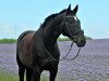 dressage horse Sambalero 2 (German Sport Horse, 2006, from Samba Hit I)