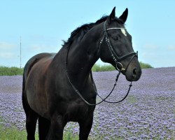 dressage horse Sambalero 2 (German Sport Horse, 2006, from Samba Hit I)