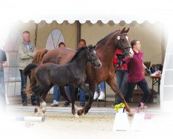 Springpferd Comet Blue (Westfale, 2017, von Cornado NRW)