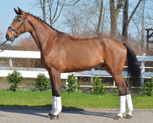 dressage horse Feingold B (Hanoverian, 2013, from Fuechtels Floriscount OLD)