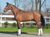 dressage horse Feingold B (Hanoverian, 2013, from Fuechtels Floriscount OLD)