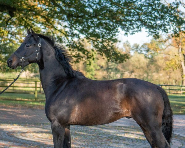 dressage horse Mazeltov (Oldenburg, 2019, from Morricone)