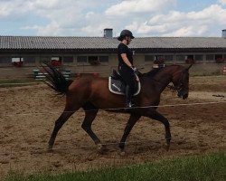 dressage horse Senorita 46 (German Sport Horse, 2005, from Weltboy)