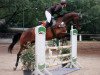 jumper Cinon (Oldenburg show jumper, 2010, from Casiro I)