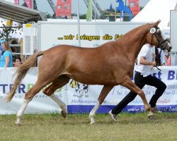 broodmare In Farbe (Trakehner, 2002, from Buddenbrock)