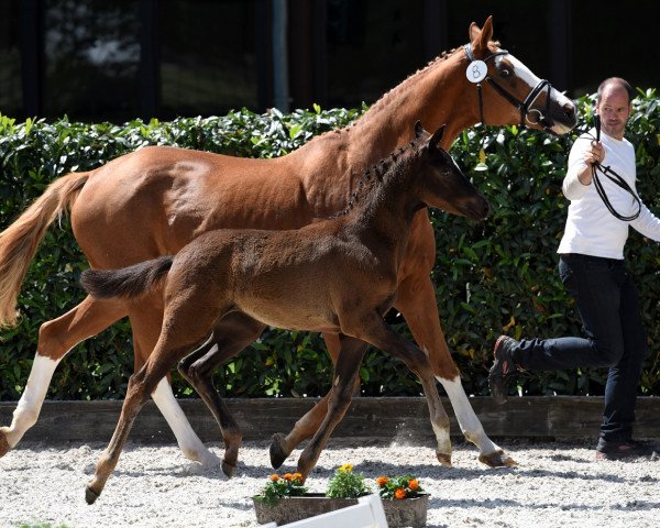 broodmare In Schwarz (Trakehner, 2017, from Schwarzgold)