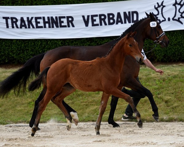 dressage horse Kontarini (Trakehner, 2017, from Imperio 3)