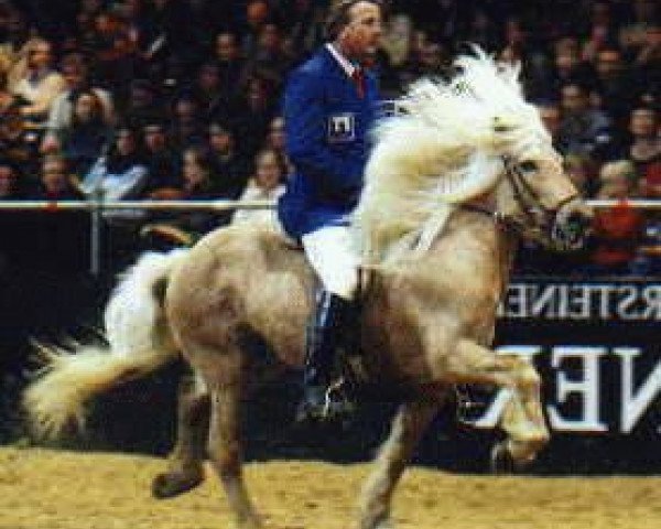 horse Mozart frá Tungu (Iceland Horse, 1987, from Skinfaxi fra Holum)