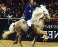 horse Mozart frá Tungu (Iceland Horse, 1987, from Skinfaxi fra Holum)