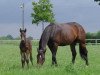 broodmare Sina E 3 (Hanoverian, 2000, from Stakkato)