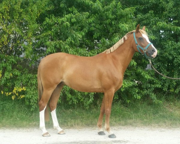 broodmare Lorrell (German Riding Pony, 2005, from Halifax)