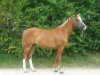 broodmare Lorrell (German Riding Pony, 2005, from Halifax)