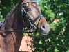 dressage horse Spocki Starlight (Hanoverian, 2012, from Spörcken)